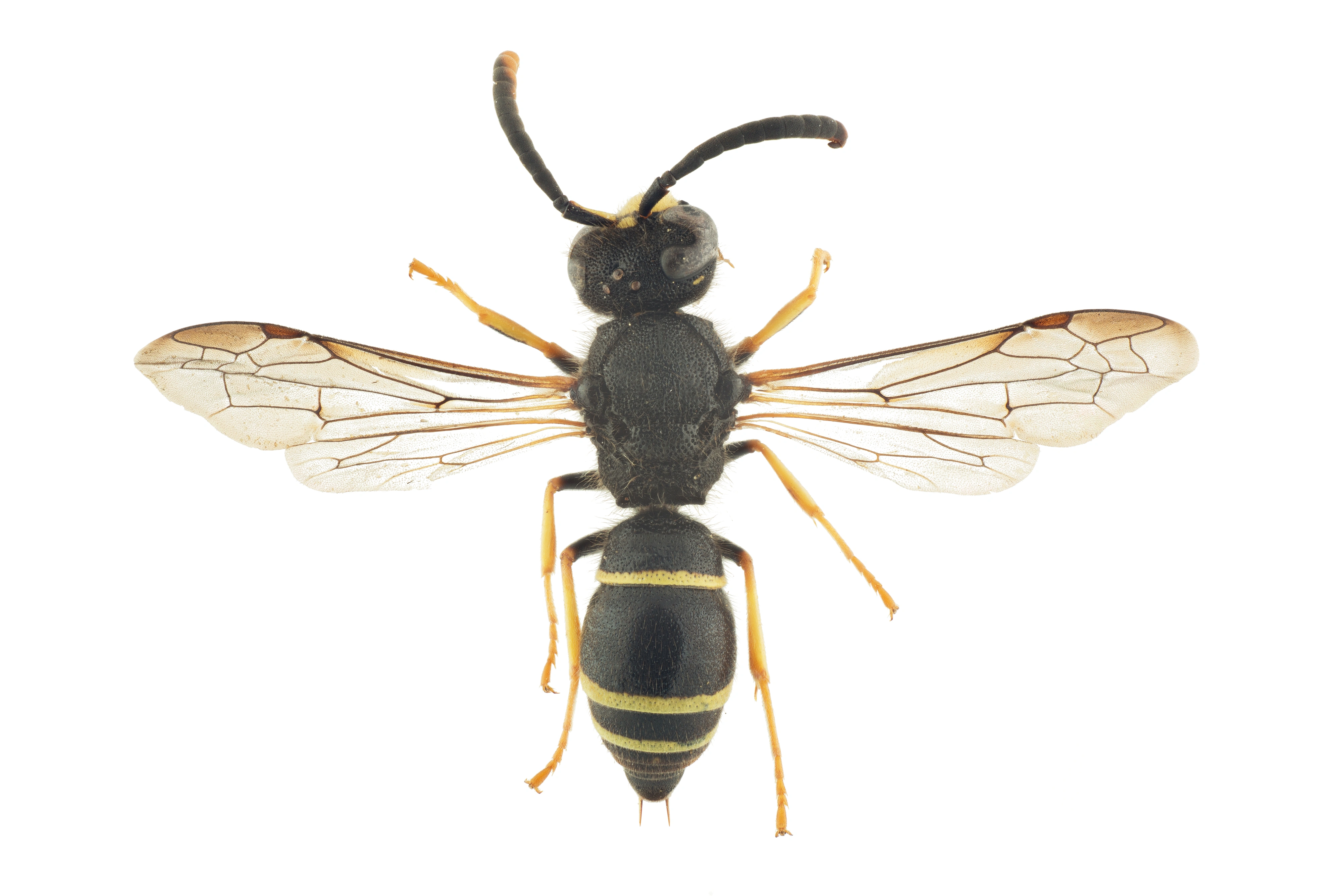 : Ancistrocerus scoticus.