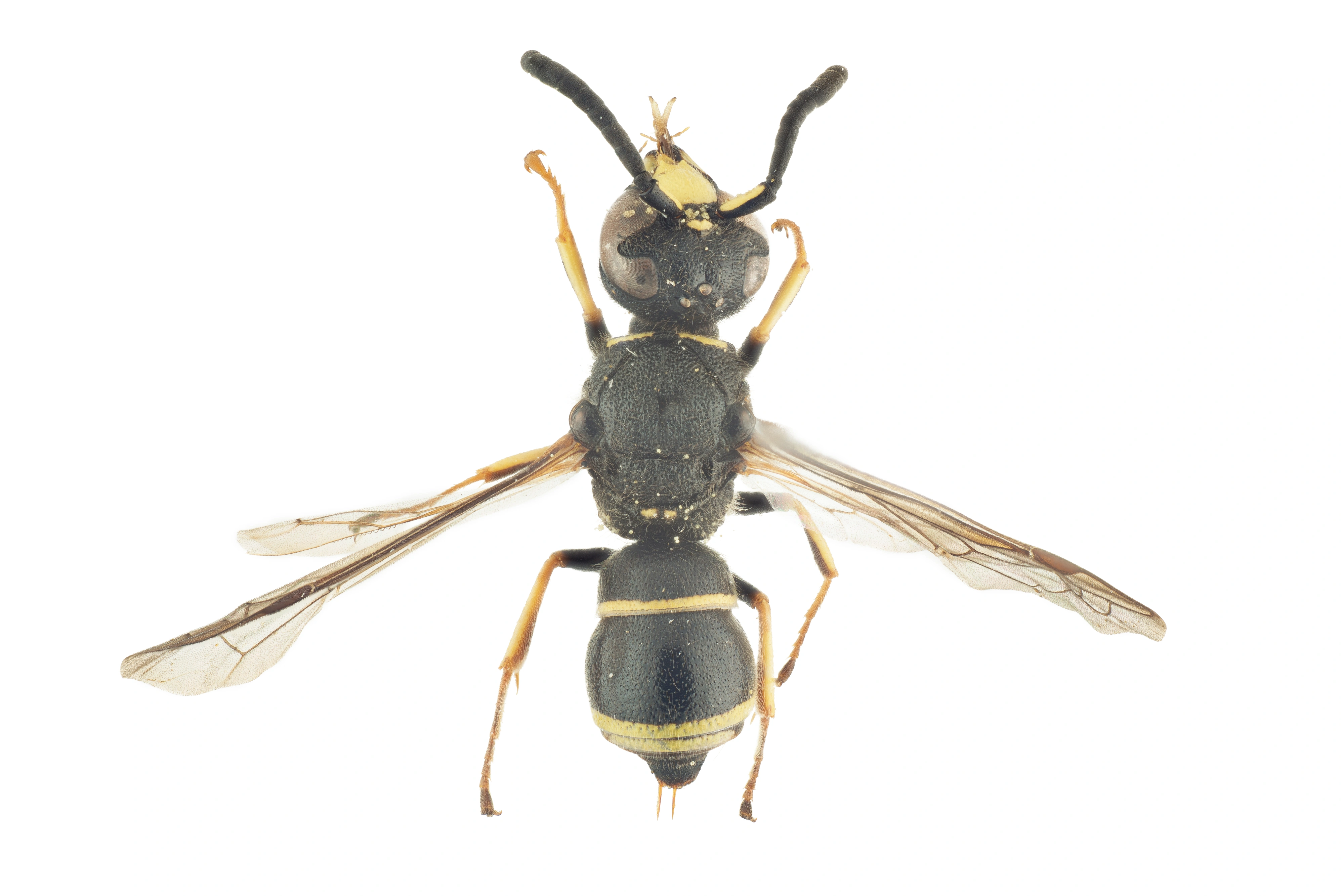 : Euodynerus quadrifasciatus.