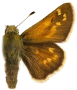 : Hesperia comma.