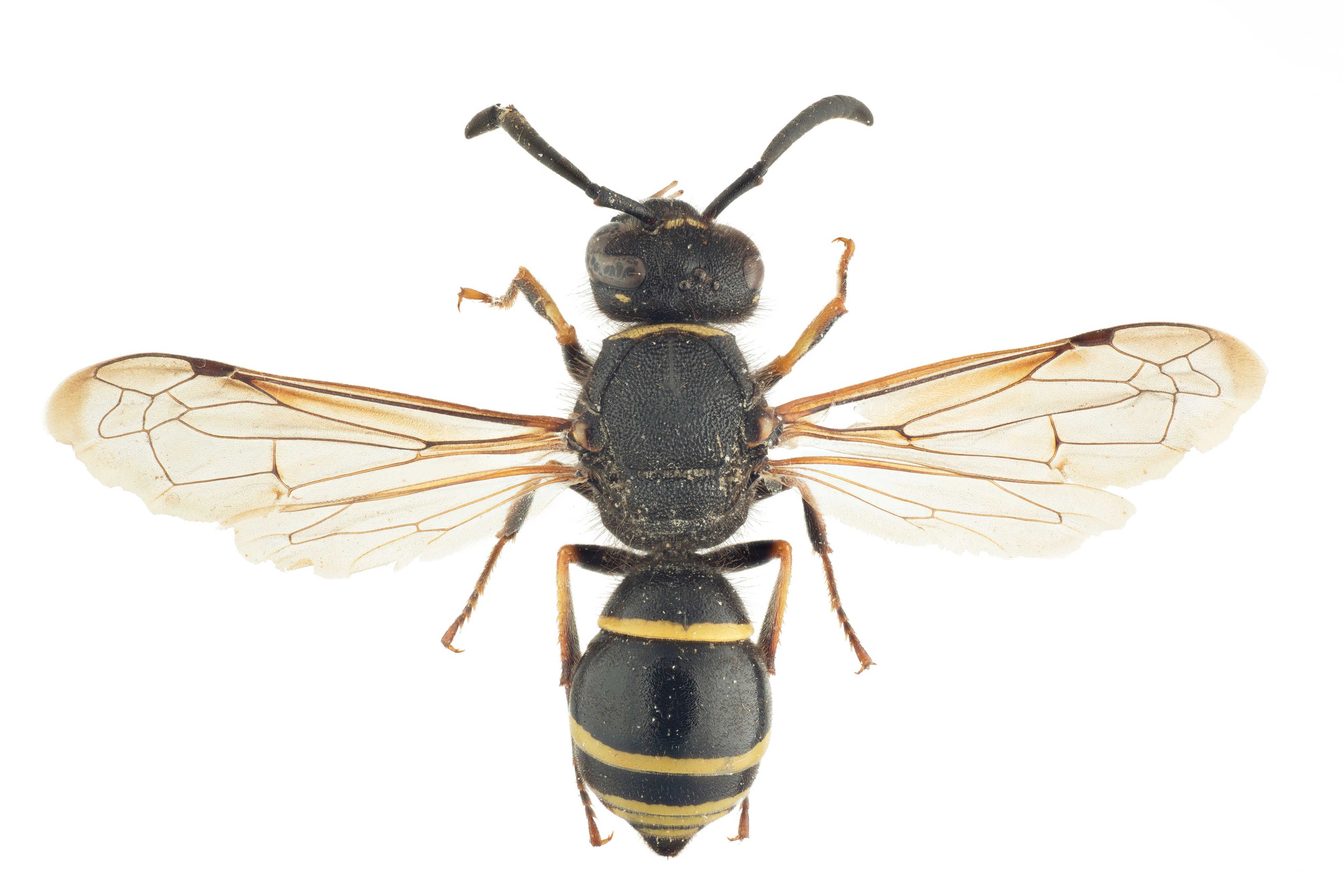 : Odynerus spinipes.