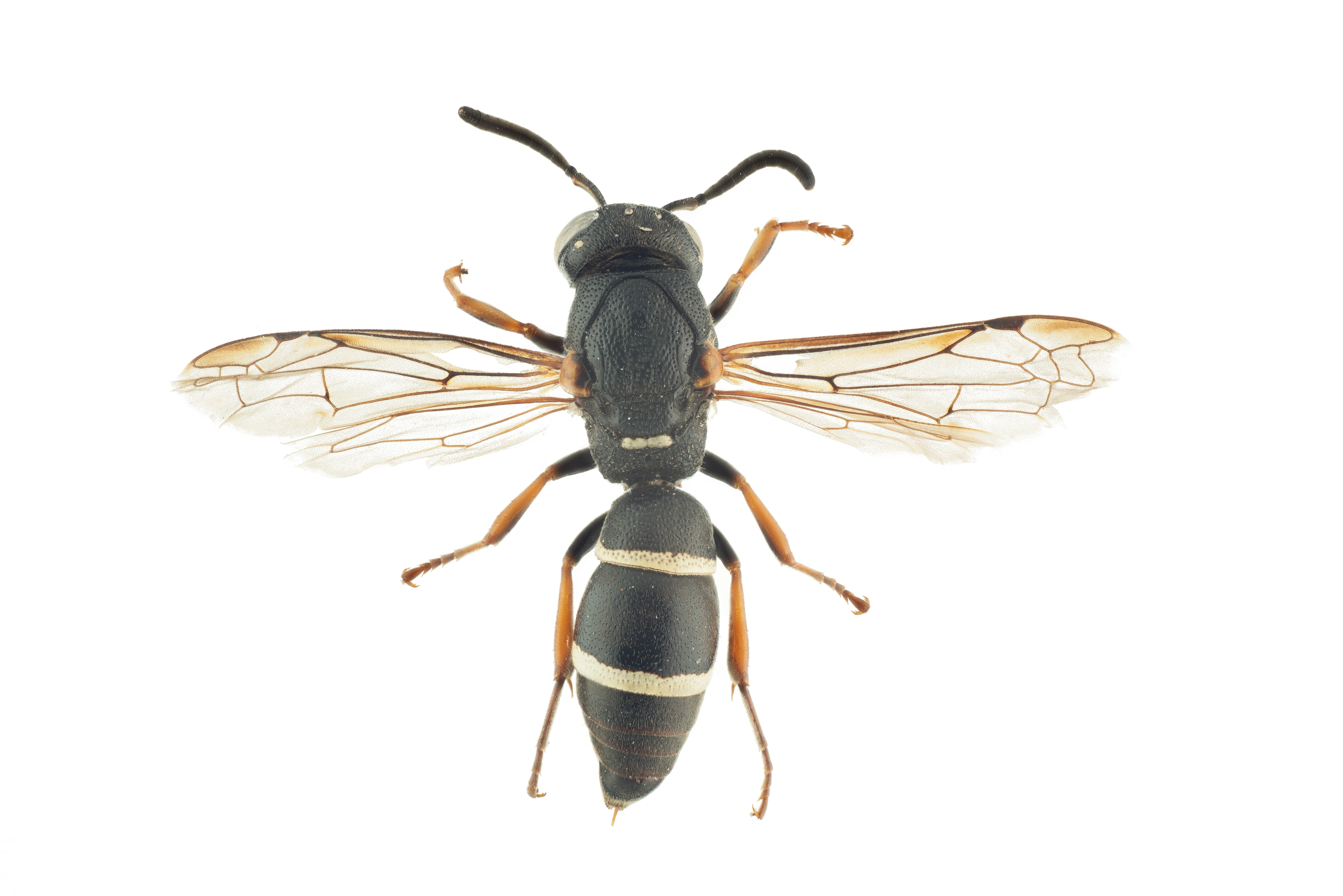 : Stenodynerus picticrus.