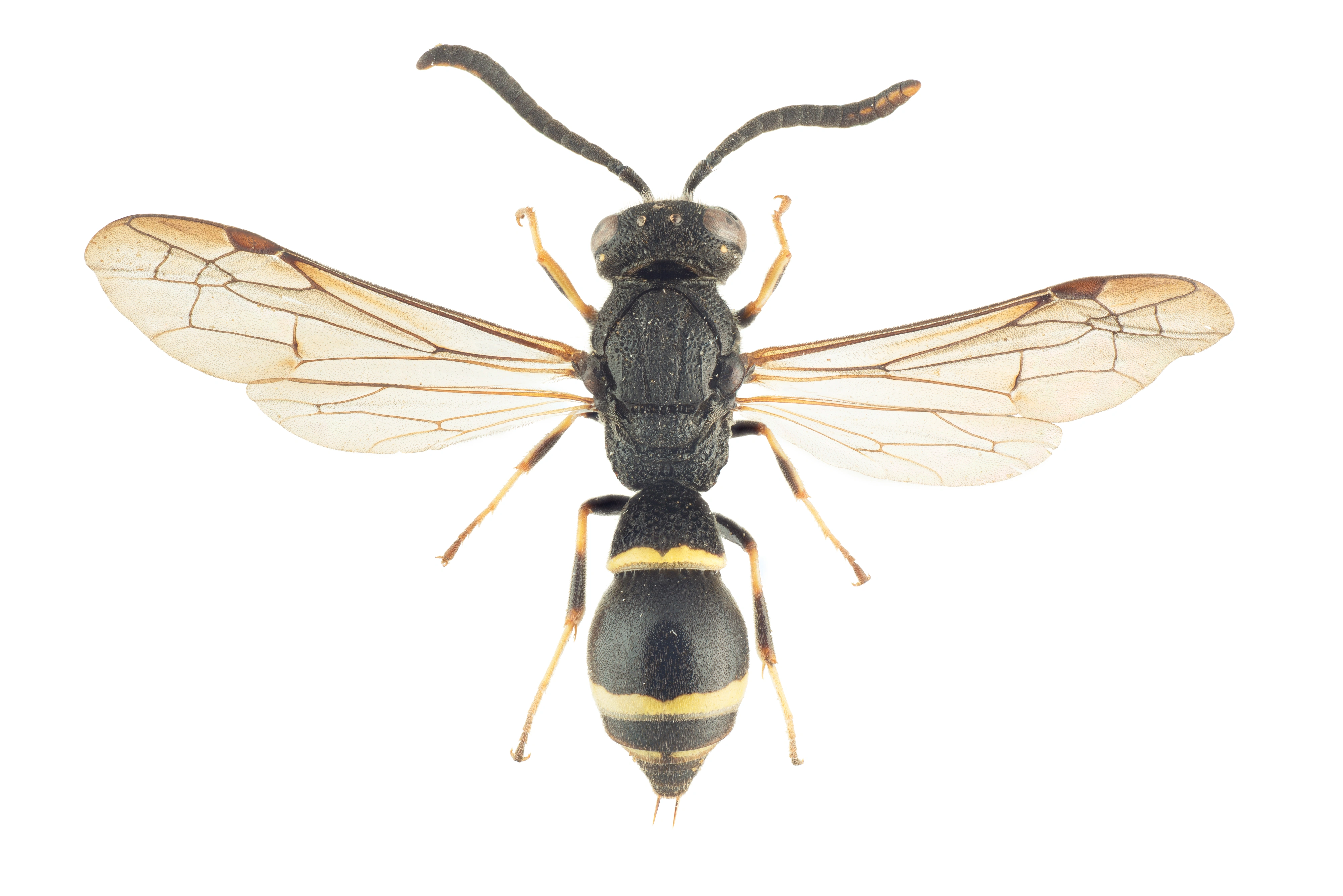 : Symmorphus bifasciatus.