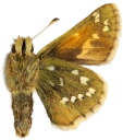 : Hesperia comma.