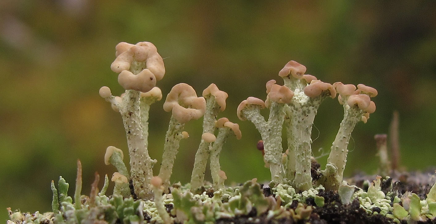 : Cladonia botrytes.