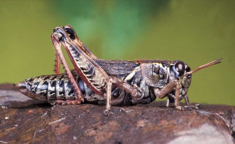 : Bohemanella frigidus.