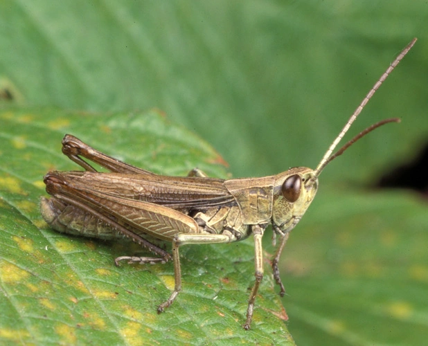 : Chorthippus albomarginatus.