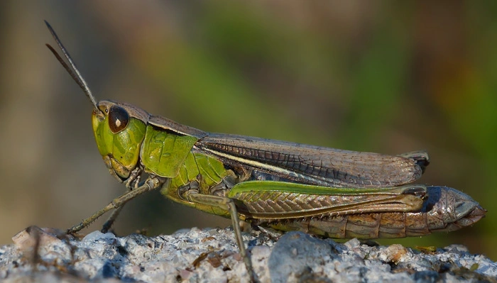 : Chorthippus albomarginatus.