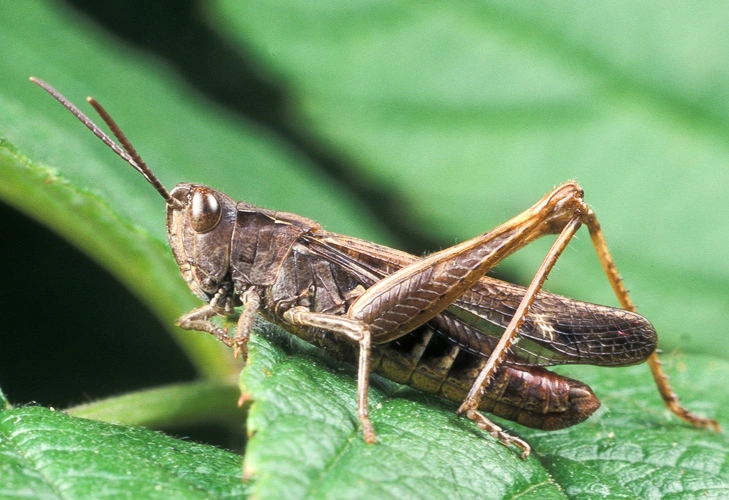 : Chorthippus biguttulus.