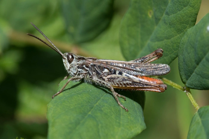 : Chorthippus brunneus.