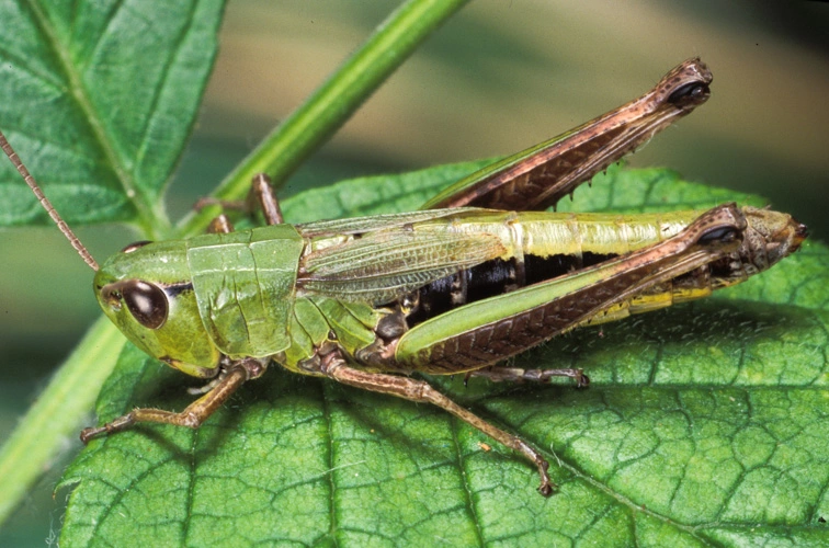 : Pseudochorthippus parallelus.