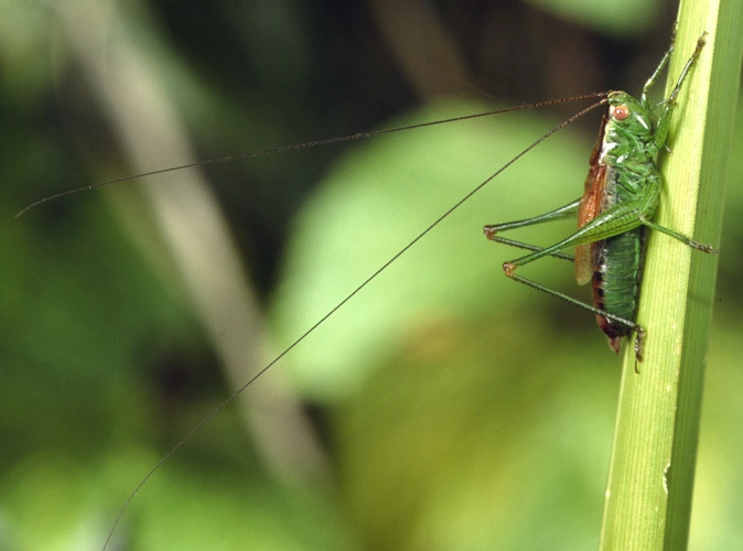 : Conocephalus dorsalis.