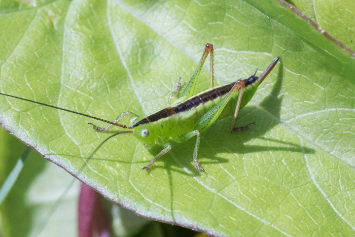 : Conocephalus dorsalis.