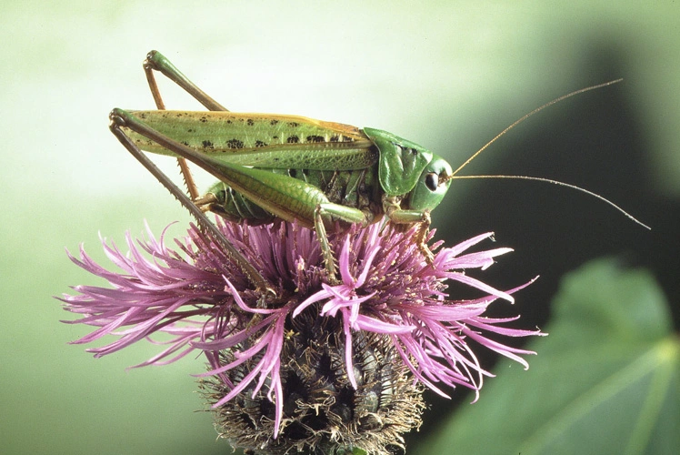 : Decticus verrucivorus.