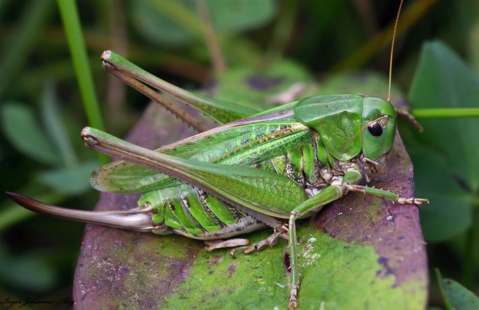 : Decticus verrucivorus.