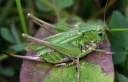 : Decticus verrucivorus.