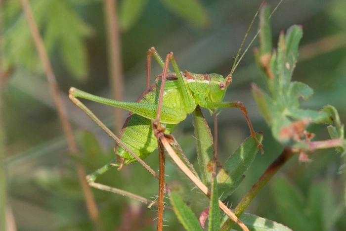 : Leptophyes punctatissima.