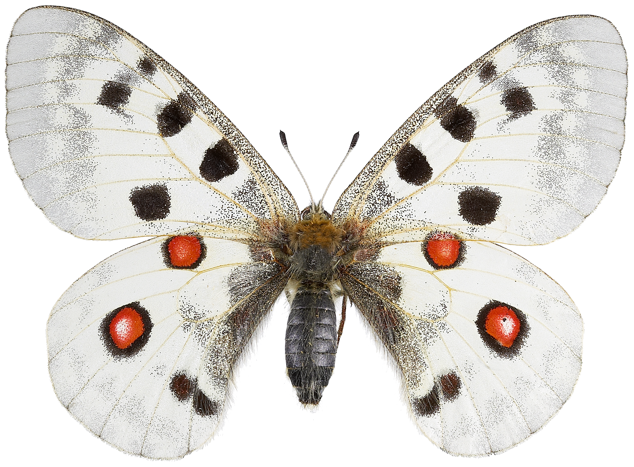 : Parnassius apollo.