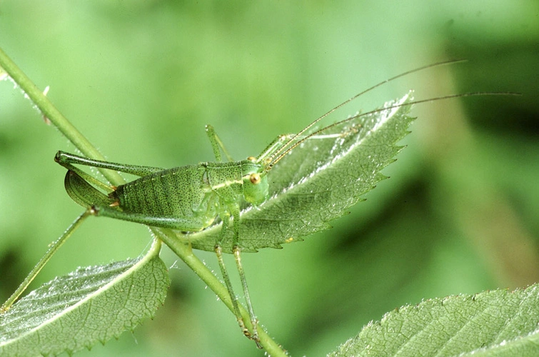 : Leptophyes punctatissima.