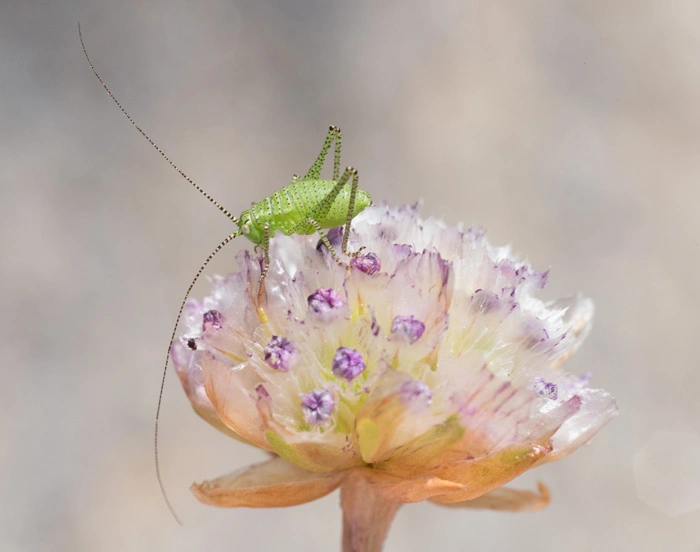 : Leptophyes punctatissima.