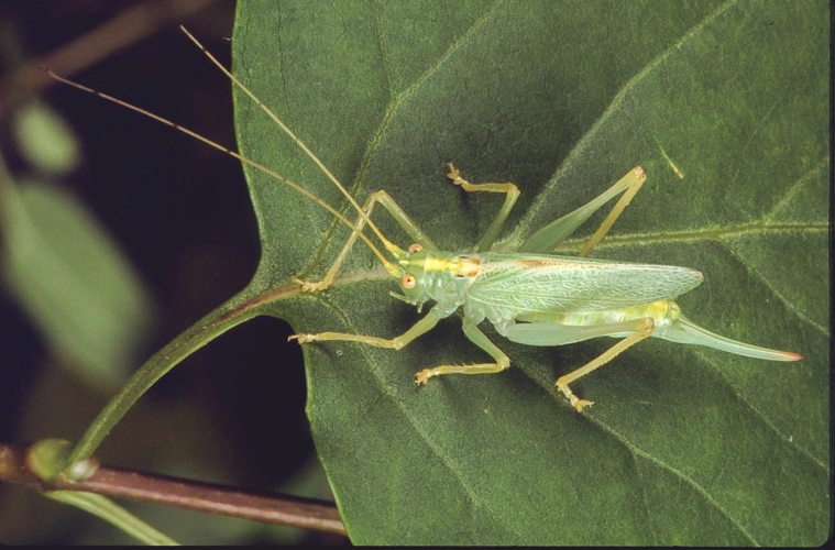 : Meconema thalassinum.