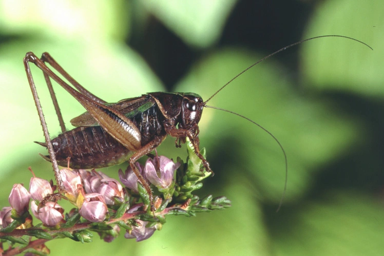 : Metrioptera brachyptera.