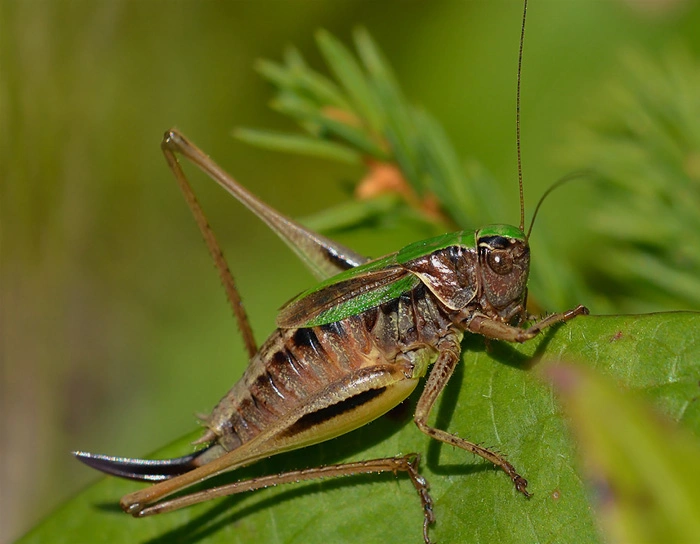 : Metrioptera brachyptera.