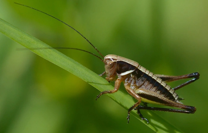 : Metrioptera brachyptera.