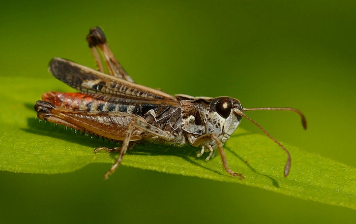 : Myrmeleotettix maculatus.