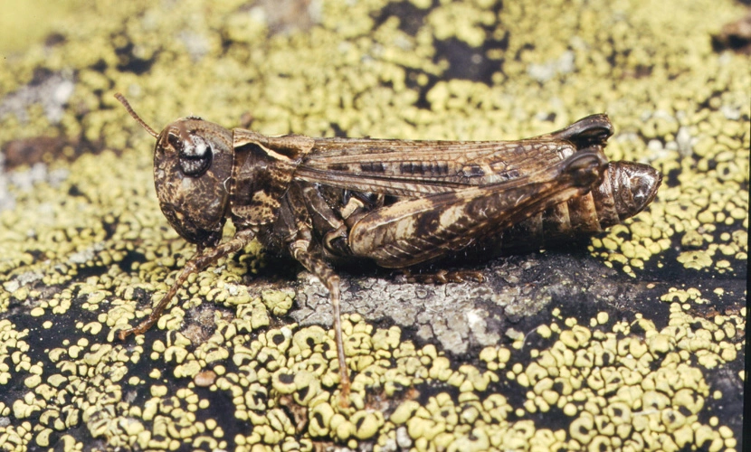 : Myrmeleotettix maculatus.