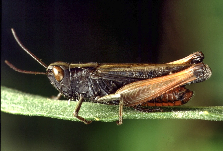 : Omocestus rufipes.