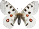 : Parnassius apollo.