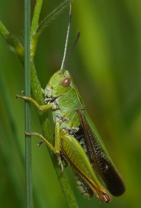 : Omocestus viridulus.