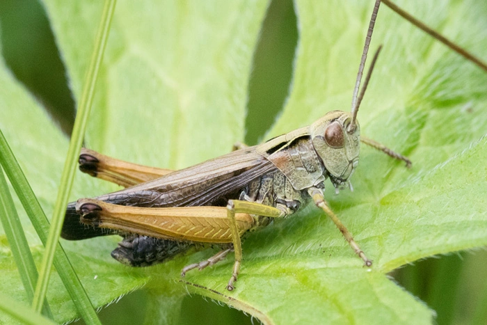 : Omocestus viridulus.