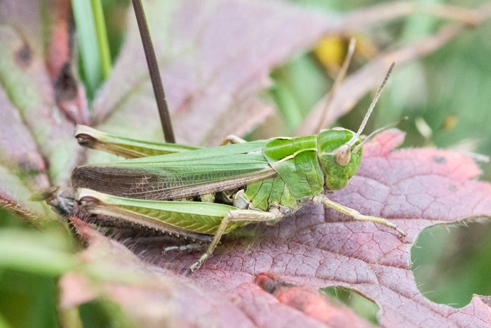 : Omocestus viridulus.