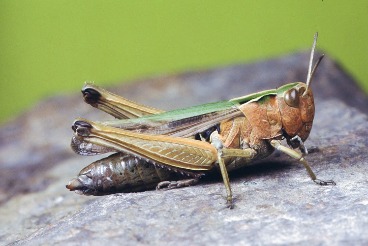 : Omocestus viridulus.