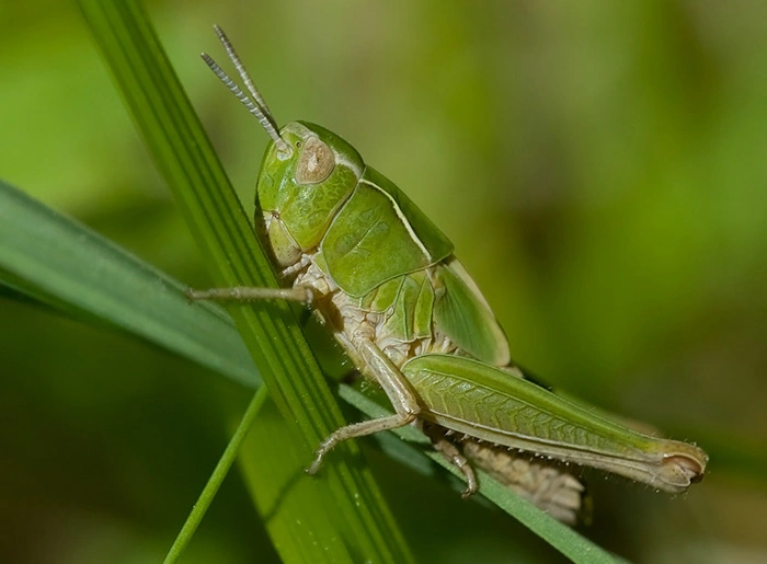 : Omocestus viridulus.