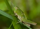 : Omocestus viridulus.