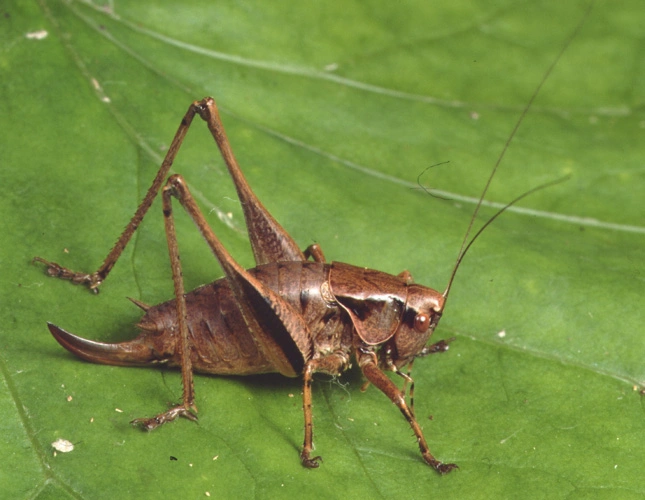 : Pholidoptera griseoaptera.