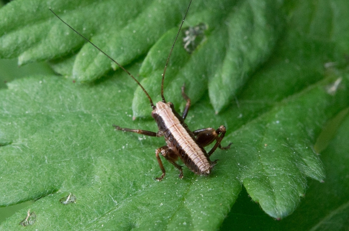 : Pholidoptera griseoaptera.