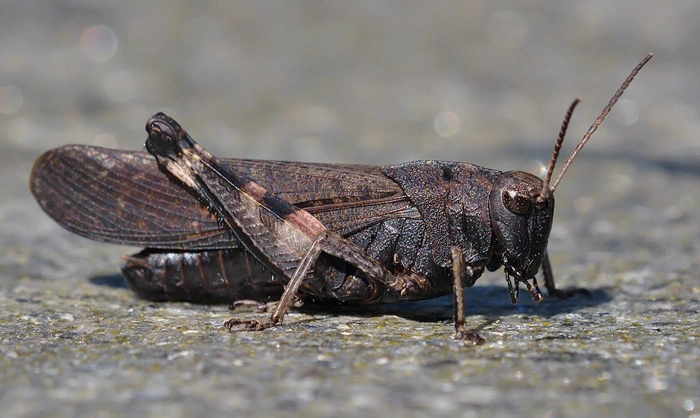 : Psophus stridulus.