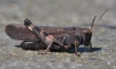 : Psophus stridulus.