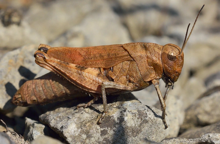 : Psophus stridulus.