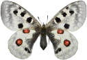 : Parnassius apollo.