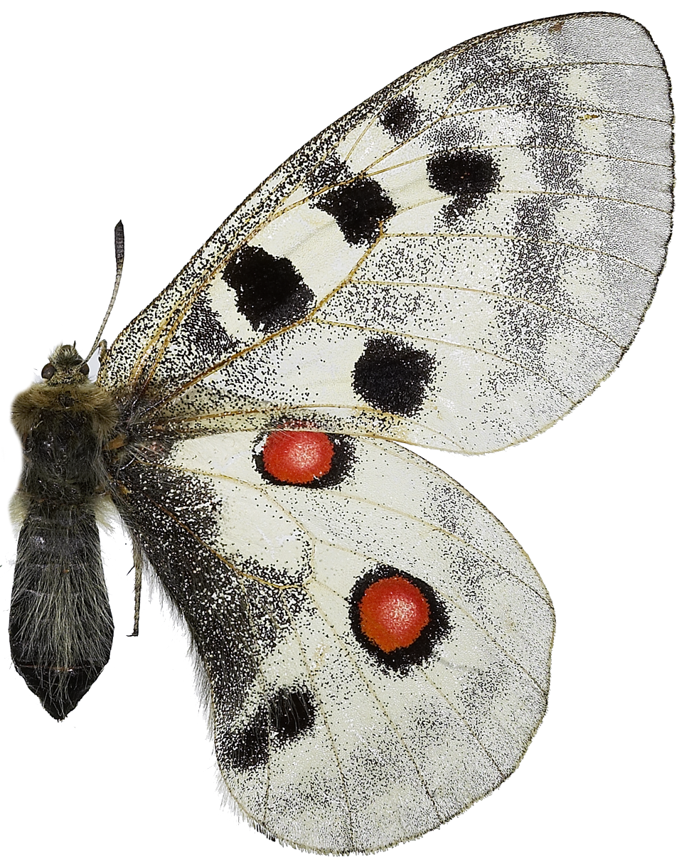 : Parnassius apollo.