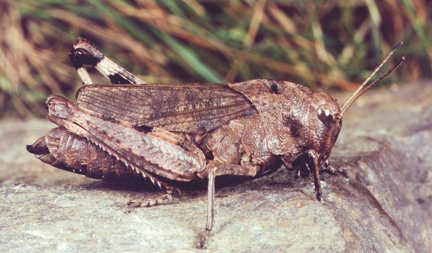 : Psophus stridulus.