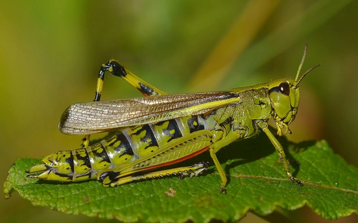 : Stethophyma grossum.