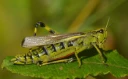 : Stethophyma grossum.