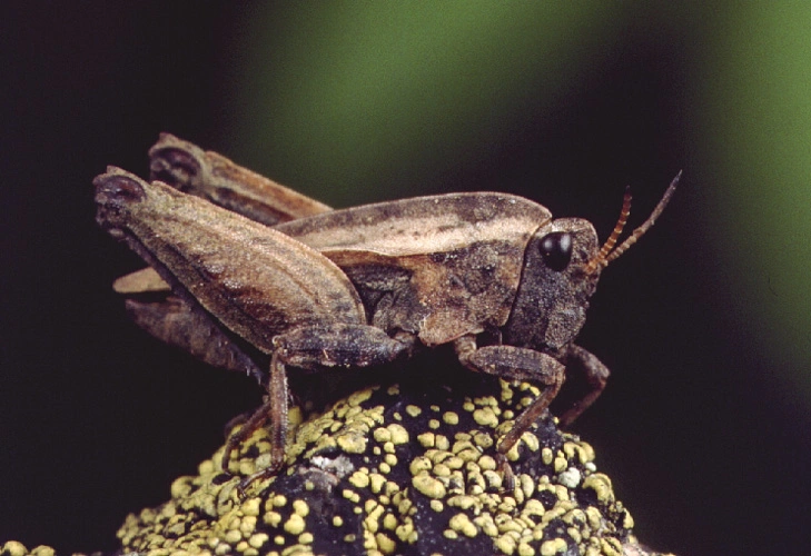 : Tetrix bipunctata.