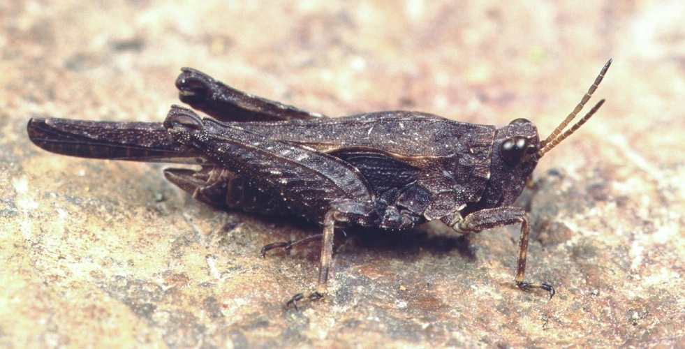 : Tetrix subulata.