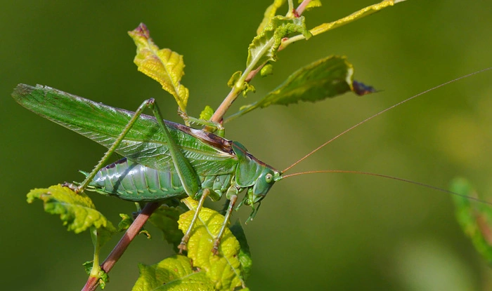 : Tettigonia viridissima.